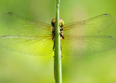 Dragonfly Wings Green