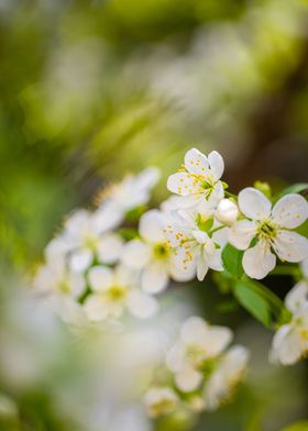 White cherry blossom 