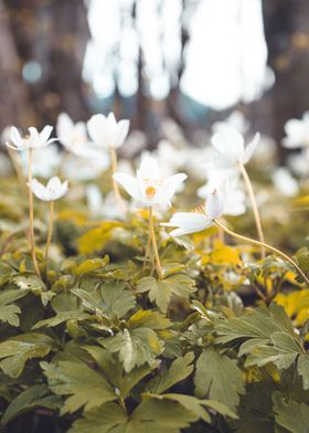 Spring flowers in a meadow