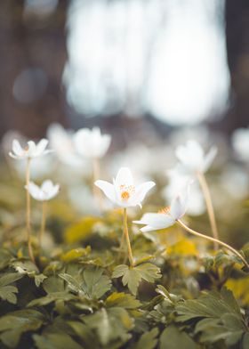 Spring flowers in a meadow