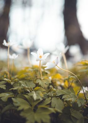 Spring flowers in a meadow