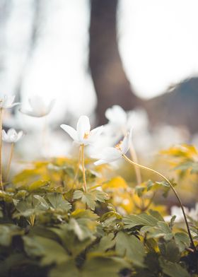 Spring flowers in a meadow