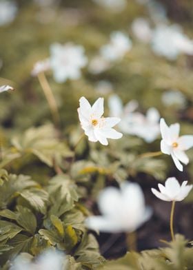 Spring flowers in a meadow