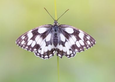 Butterfly Black and White