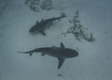 Two Mexican Bull Sharks