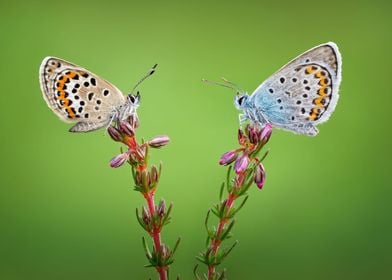 Butterflies Blue and Red