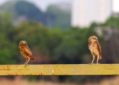 two owls on a fence