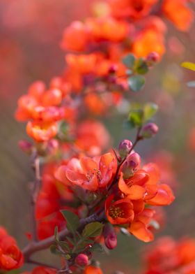 Quince spring flowers