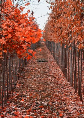 autumn tree in a row