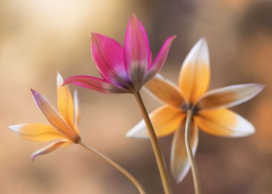 Botanical Tulips