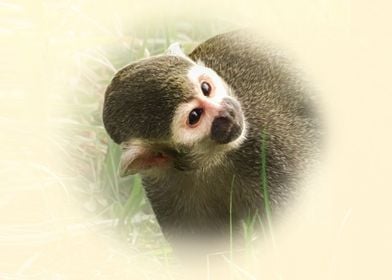 Guianan squirrel monkey