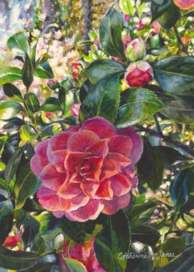 Camellia Symmetry