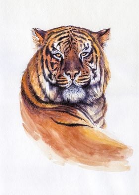 Tiger portrait