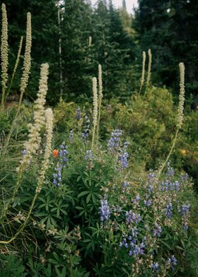 Wildflowers