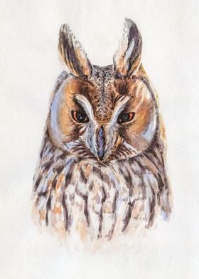 Owl portrait