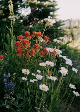 Wildflowers