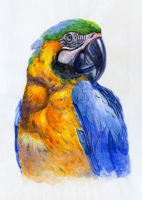 Parrot portrait