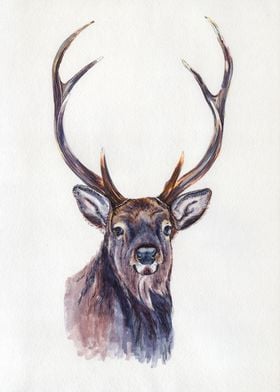 Deer portrait