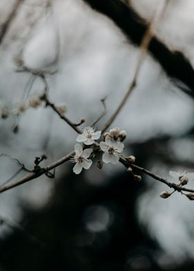 Spring Blossom Serenade