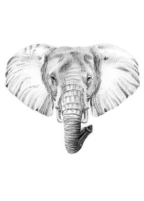 Elephant portrait