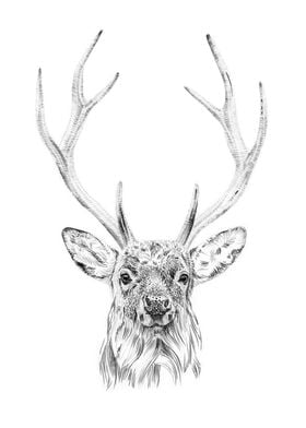 Deer portrait