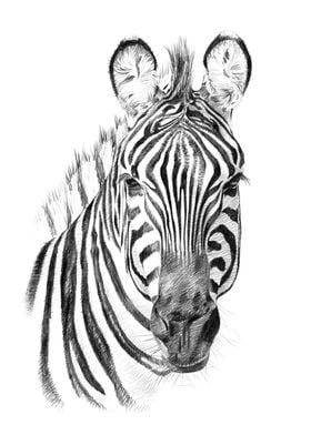 Zebra portrait