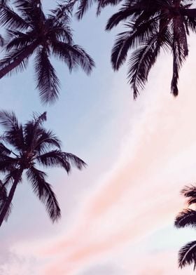 Palm Tree Skyline