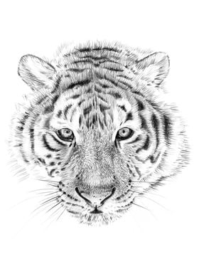 Tiger portrait