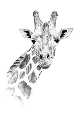 Giraffe portrait