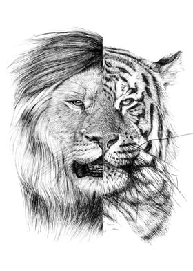 Lion tiger portrait