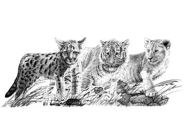 Three wildcat baby