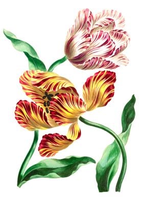 Various Tulips 