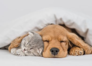 Sleeping pets