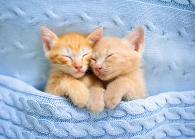 Sleeping kittens