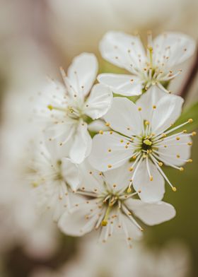 Spring Flowers