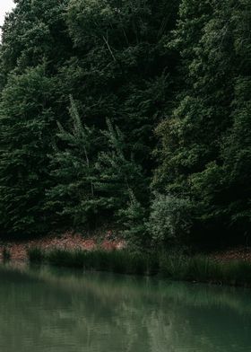 Stream Through the Woods