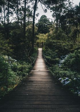 Stream Through the Woods