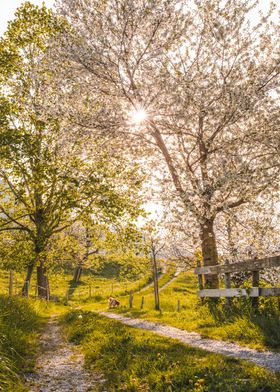 Cherry Tree Path in Spring