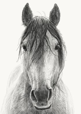 Horse Art Pencil Drawing