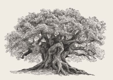 Oak Tree  Pencil Sketch 