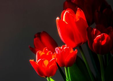 Red tulips on black 