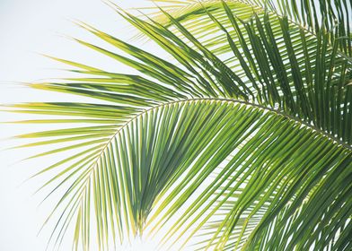 Caribbean Palm Leaves 1a