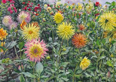 Field of Dahlias in Summer