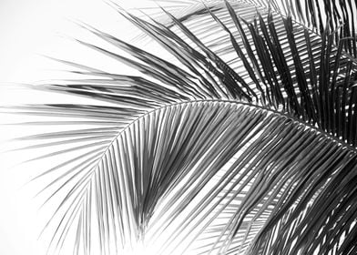 Caribbean Palm Leaves 2a