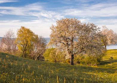 Sunset Cherry Tree