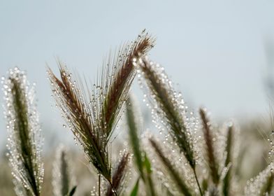 Wheat stalk cereal closeup