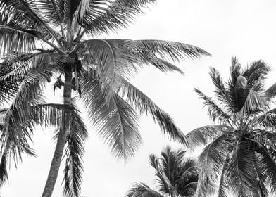 Caribbean Palms 2