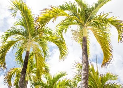 Summer Paradise Palms 1