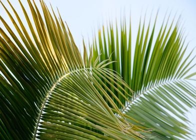 Lush Caribbean Palms 1