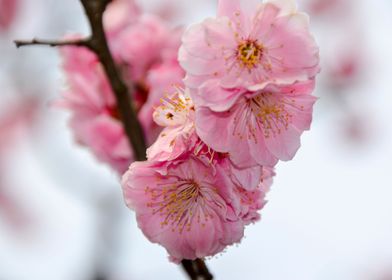 Close up of Cherry Blossom